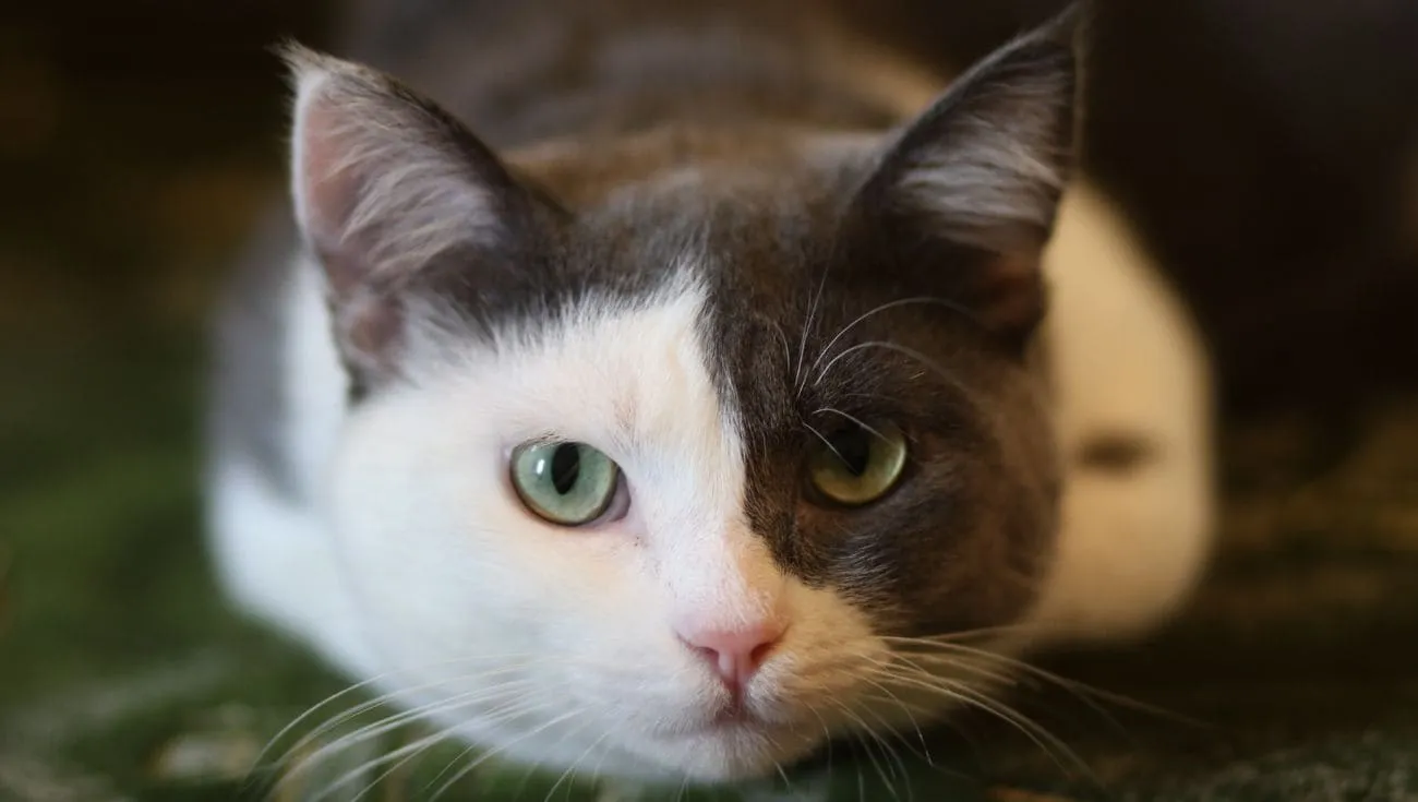 what colors do cats see