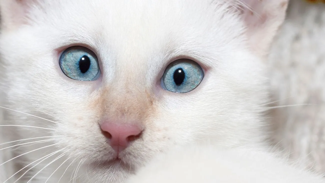 cat vision vs human vision