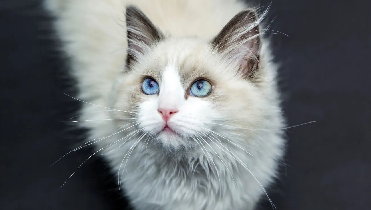 types of cat hair