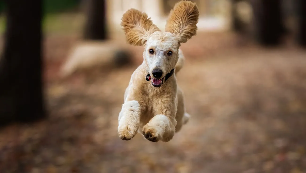 is it safe for dogs to roam