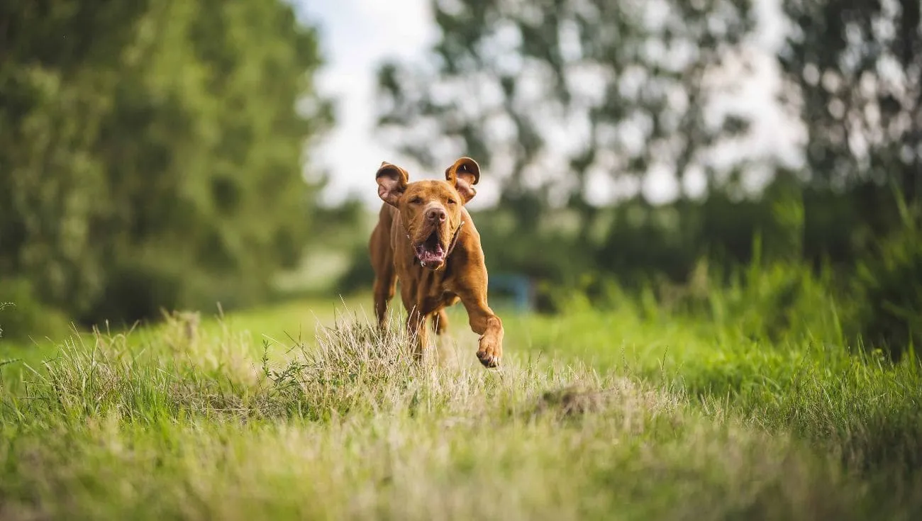 risks of off-leash dogs