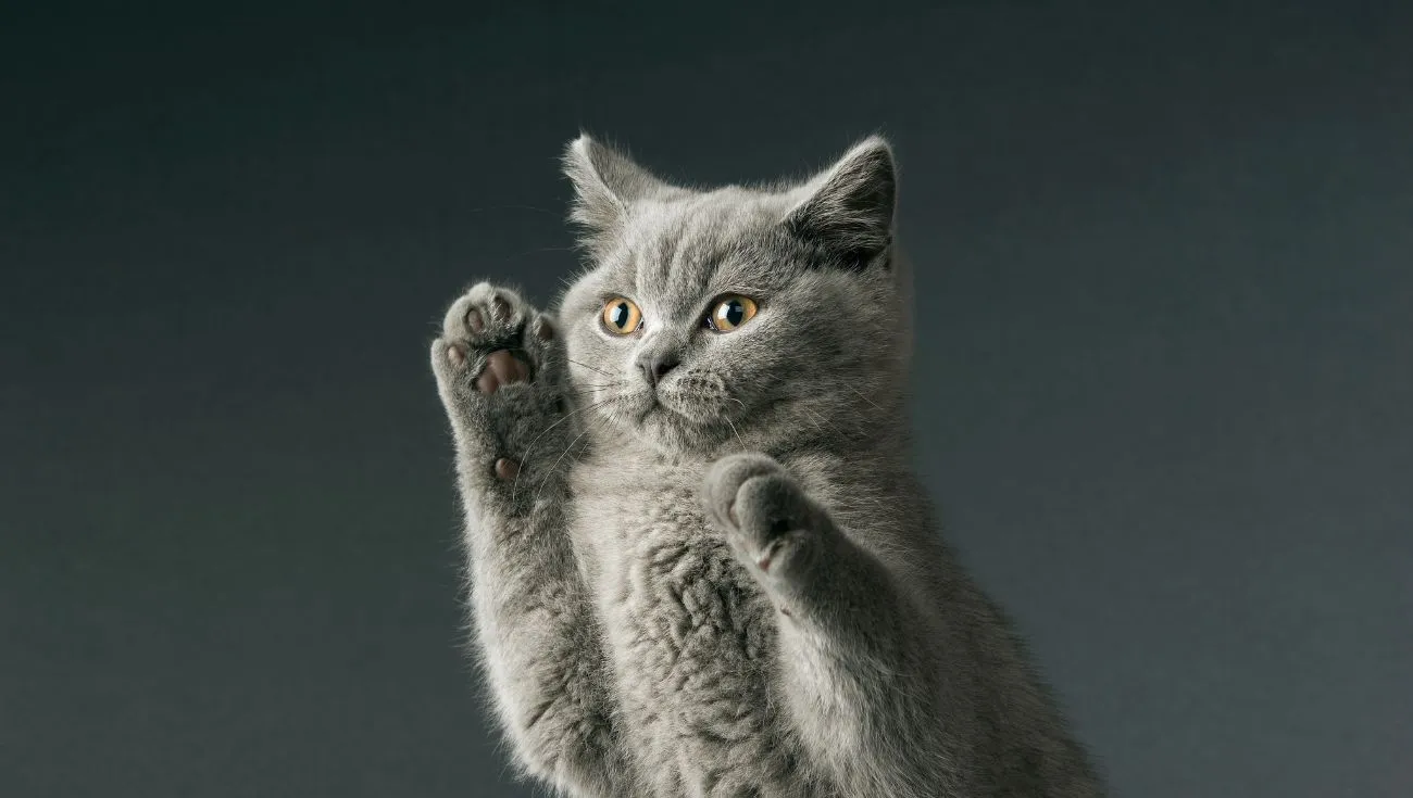 cat grooming tips